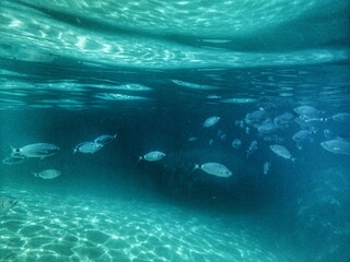 vue sous-marine - poissons entre deux eaux