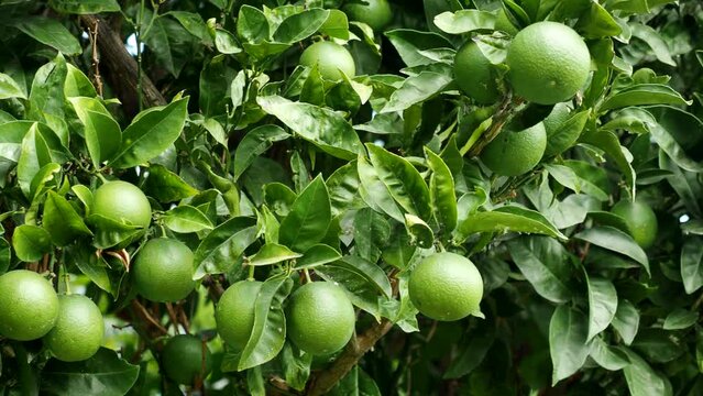 Green ripe lime fruit (Citrus aurantifolia) grow on tree branch in 4K VIDEO. Fresh bunch of natural fruits growing in homemade garden. Close-up. Organic farming, healthy food, BIO viands.