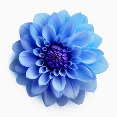 blue dahlia flower isolated