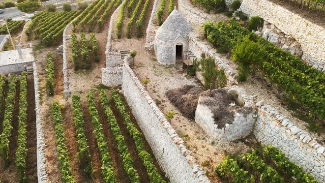 Aerial panoramic view over Locorotondo terrace vineyard, traditional italian hilltop town, at sunset
