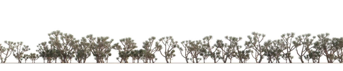 Fototapete Schmetterlinge im Grunge isolated succulent tree euphorbia, best use for landscape design