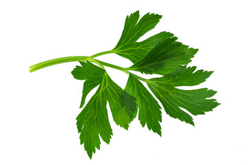 a bunch of lettuce parsley, isolate for clipping on a white background