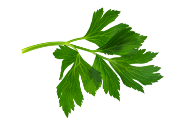a bunch of lettuce parsley, isolate for clipping on a white background