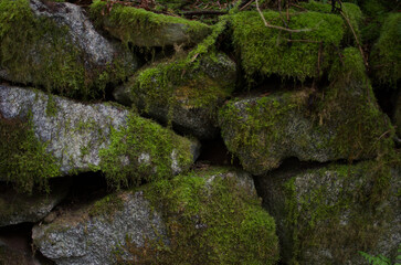 moss on stones