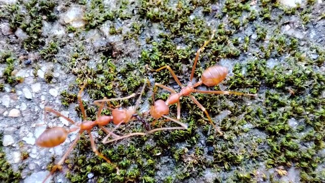Two Asian Weaver Ants (Oecophylla smaragdina,weaver ant,green ant,green tree ant,semut,orange gaster) eating dead Black ant (white footed ant, Technomyrmex albipes)- Macro closeup view