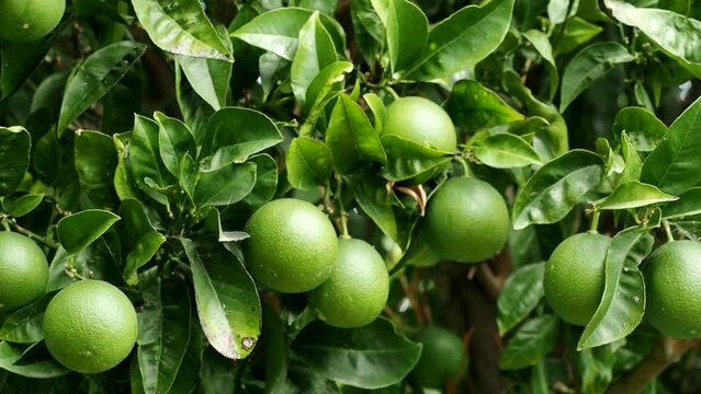 Green ripe lime fruit (Citrus aurantifolia) grow on tree branch in 4K VIDEO. Fresh bunch of natural fruits growing in homemade garden. Close-up. Organic farming, healthy food, BIO viands.