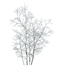 Isolate winter dried tree snow cover on transparent backgrounds 3d rendering png