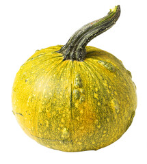 wonderful dwarf decorative pumpkin for interior decorationon a white background