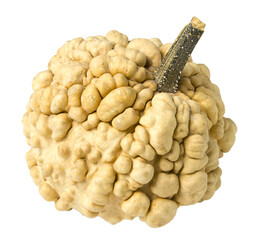 wonderful dwarf decorative pumpkin for interior decorationon a white background