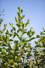 Nature, plants, landscape, summer nature.