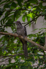 Asian koel bird,  sitting on the branch of a neem tree.