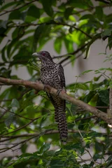 Fototapeten Asian koel bird,  sitting on the branch of a neem tree. © Dulaj photography