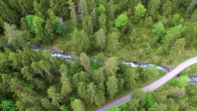 Aerial image of a pine forest divided by a crystal-clear stream