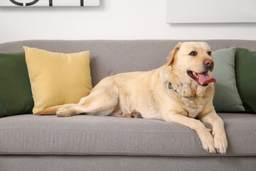 Cute Labrador dog lying on sofa at home