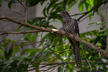 The Asian koel Bird, Sri Lanka.