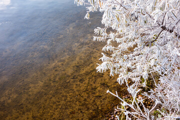 Bushes of sea buckthorn covered with hoarfrost bent over the surface of the water of the Irkutsk...