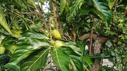 cheese fruit or  great morinda, Indian mulberry, noni, beach mulberry, vomit fruit, awl tree  close up, photo taken in Malaysia