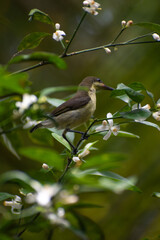 Loten's sunbird bird on a branch, Sri Lanka.