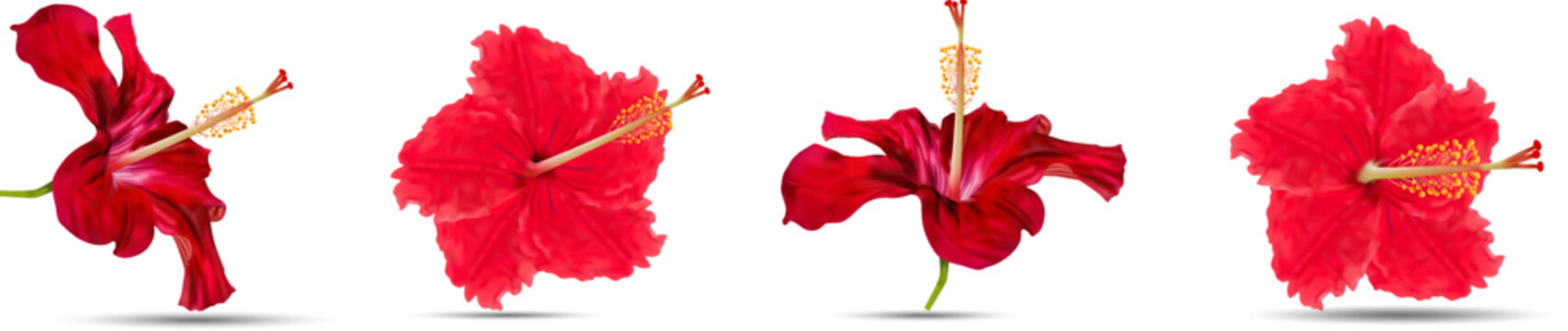 Hibiscus, png, Tropical flower. Exotic plant. Red. Vector. Isolated. Red hibiscus isolated on a white background, Red Hibiscus. High detailing flowers. Hibiscus vector png, image, kali puja, puja,