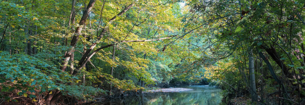 Panoramic view of Colorful Maple trees  with colorful fall foliage along Huron river branch along Hines drive.