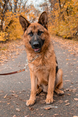 Portrait of a German Shepherd sitting on a leash in an autumn park.