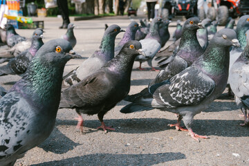 Close up of pigeons or doves on the road. Urban Animals. Constitute the bird family on the square.