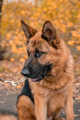 Portrait of a German Shepherd sitting on a leash in an autumn park.