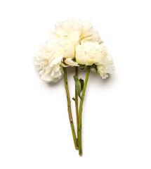 Beautiful peony flowers isolated on white background