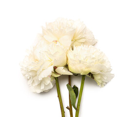 Beautiful peony flowers isolated on white background