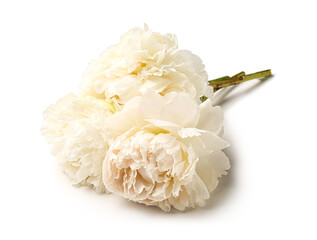 Beautiful peony flowers isolated on white background