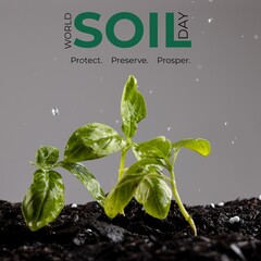 Composite of world soil day, protect, preserver, prosper text over plants growing on soil