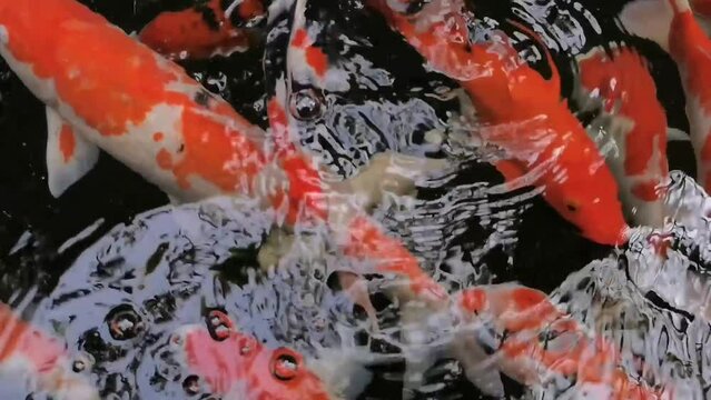 Koi Fish in the pond