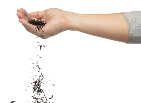 Hand pouring black tea leaf from palm. Woman pour green tea leave down to mix with black herbal dried tea leaf. White background Isolated throwing freeze motion