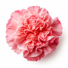 Carnation isolated on white, ai technology