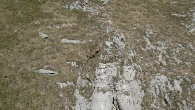 A drone footage over a herd of chamois on Sibillini mountains.
Priora and Sibilla mountain.
Apennines - Italy