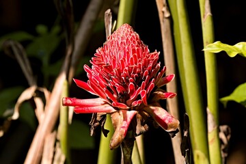 Red Ginger Lily (Etlingera elatior) in Taman Negara Bako National Park. Sarawak. Borneo. Malaysia.