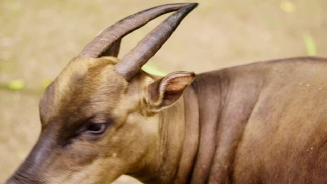 Horned Anoa - Smallest Wild Buffalo Species On The Island of Sulawesi In Indonesia. Close Up