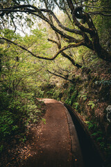 Scenic view of branches overhanging a Levada, a typical water channel, and the associated hiking...