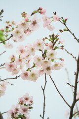 秋に満開の花を咲かせるアーコレードの桜