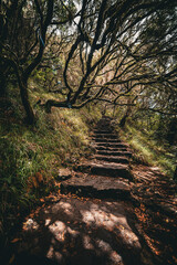 Scenic view of trees and branches overhanging the ancient stone steps of a hiking trail, Levada das 25 Fontes, Madeira, Portugal
