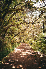 View of branches overhanging an overgrown Levada, a typical water channel, and the associated hiking trail, Levada das 25 Fontes, Madeira, Portugal