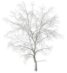 Fototapeta na wymiar Die white wooden tree isolating transparent backgrounds 3d illustrations png