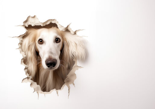 Cute Afghan Hound dog peeking out of a hole in wall torn hole empty copy space.