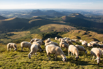 troupeau de moutons sur le Puy-de-Dôme en Auvergne en été	