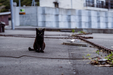 portrait of a cat