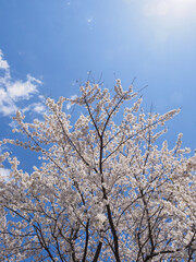 桜と空