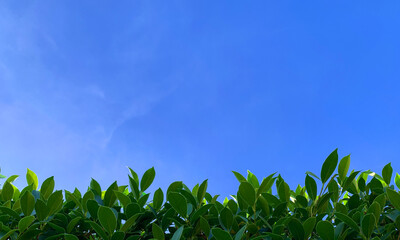 Green leaves blue sky Fine white fluffy clouds, beautiful, creative natural background