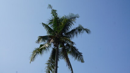 Fototapeta na wymiar Coconut tree with blue sky in the background, Indonesia.