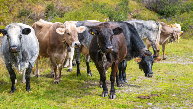 Domestic milking cows are grazing around the village of Morasco, little Walser village in Northern Italy (Piedmont Region), near the border with Switzerland.