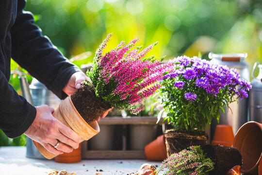 Person plants heather in the garden